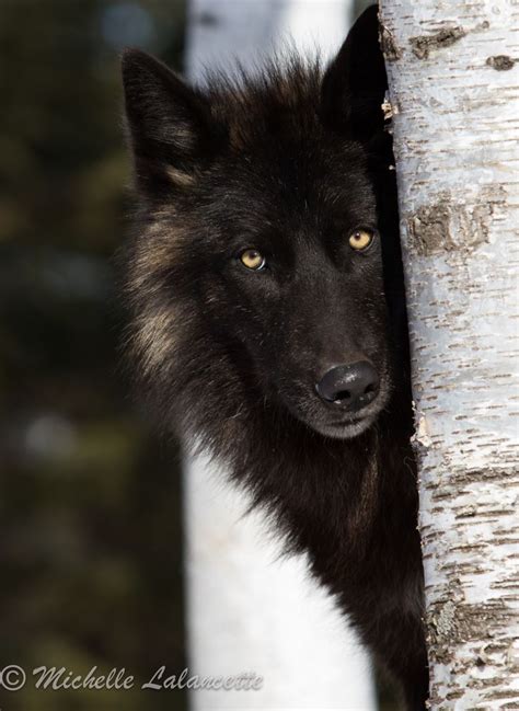 wolf pinterest